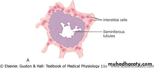 Male reproductive system
