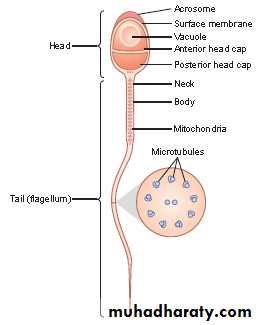 Male reproductive system