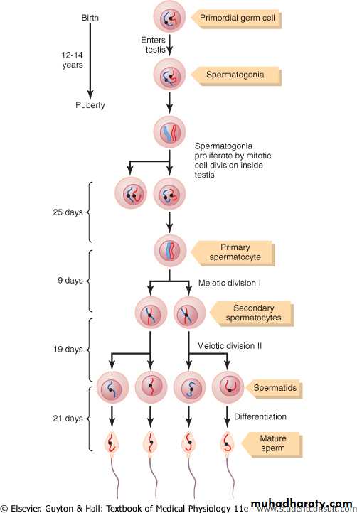 Male reproductive system