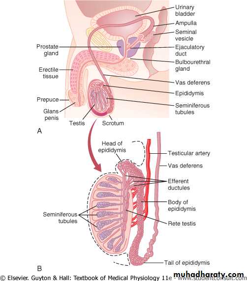 Male reproductive system