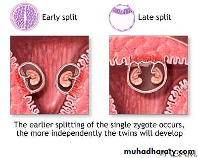 Multiple pregnancy