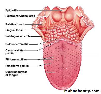 The oral cavity