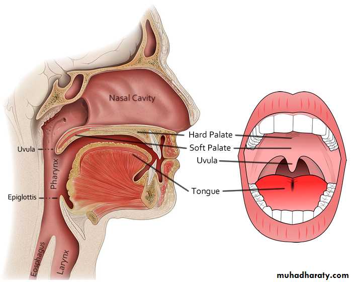 The oral cavity