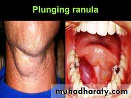 Salivary glands