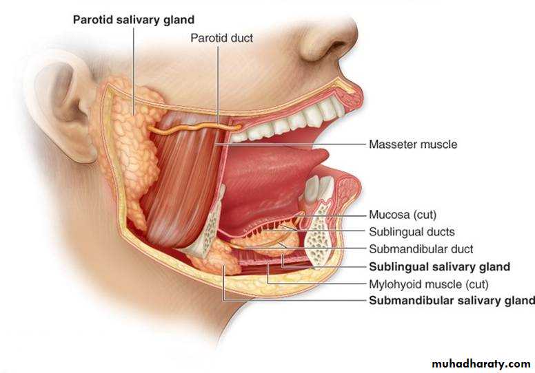 Salivary glands