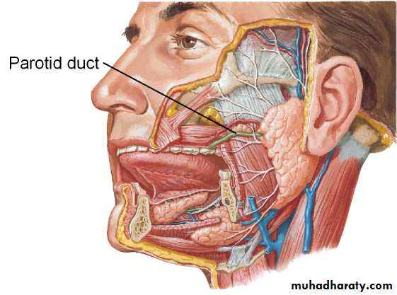 Salivary glands