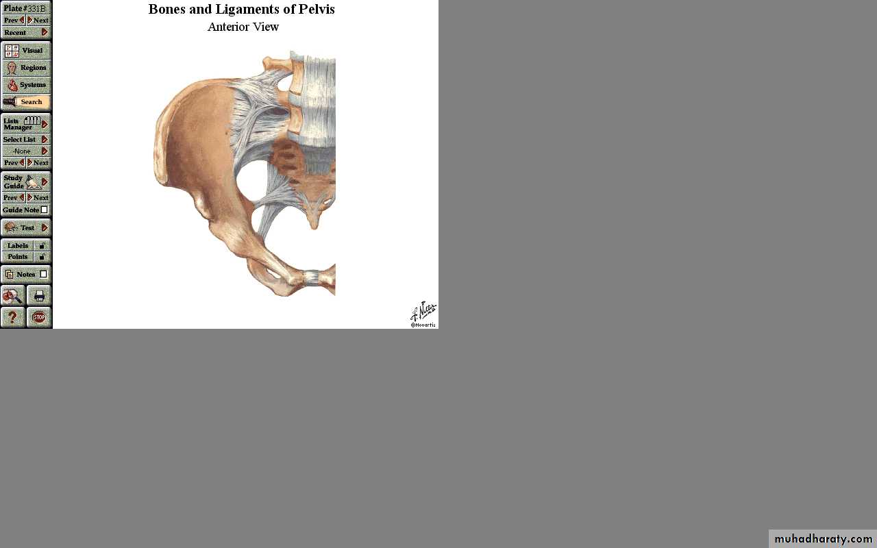 Gluteal region