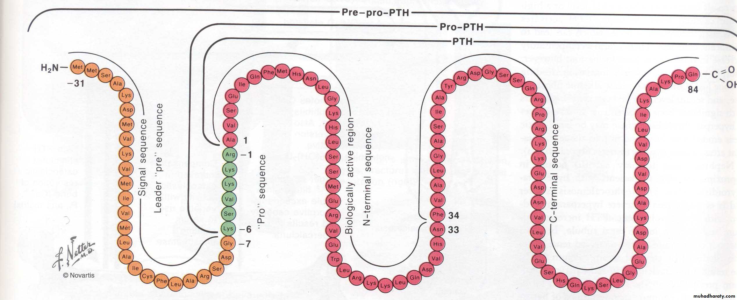 Hormones