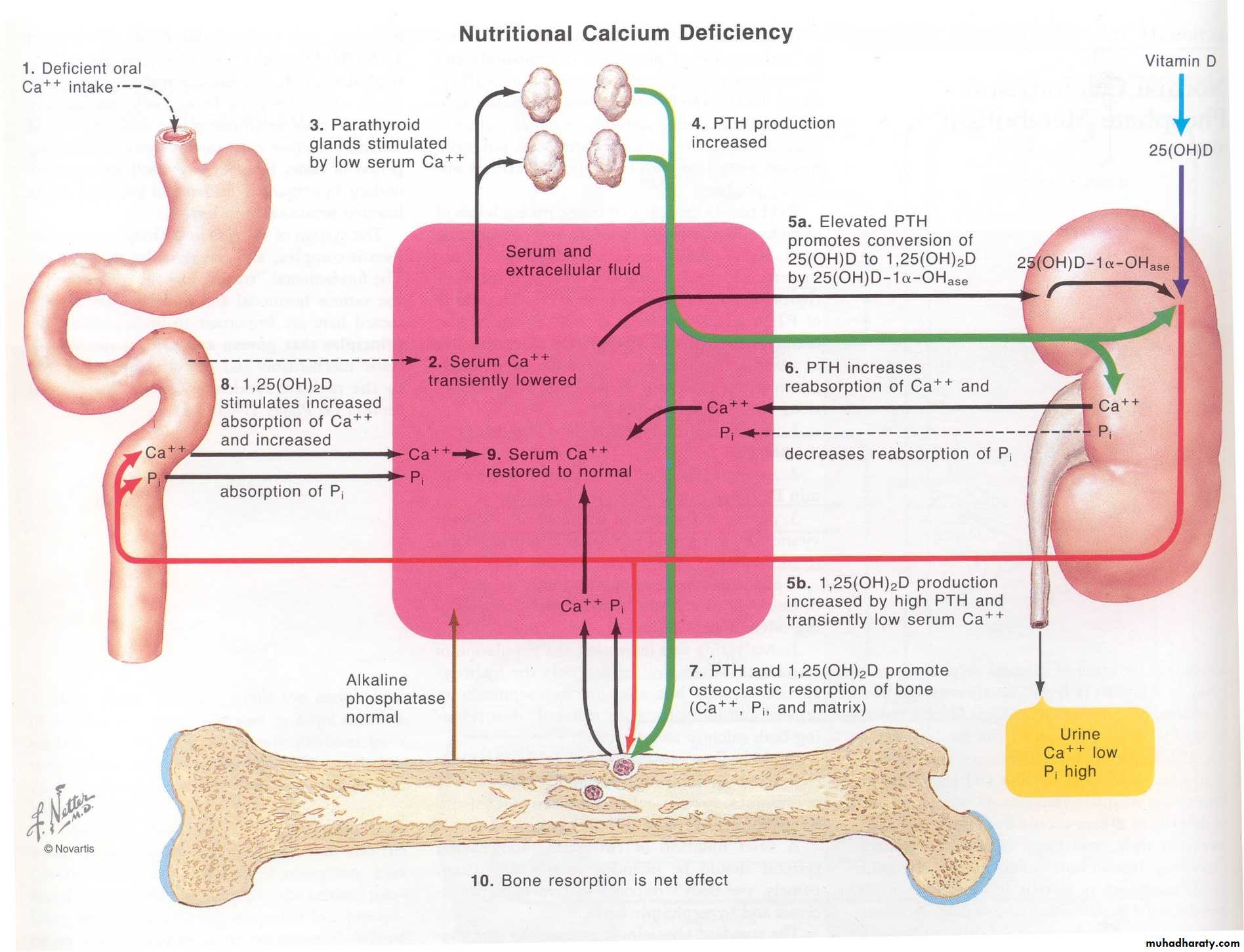 Hormones