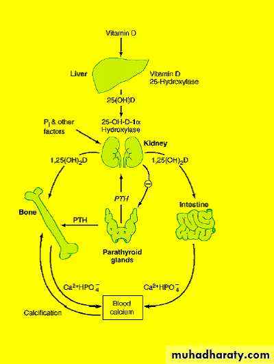 Hormones