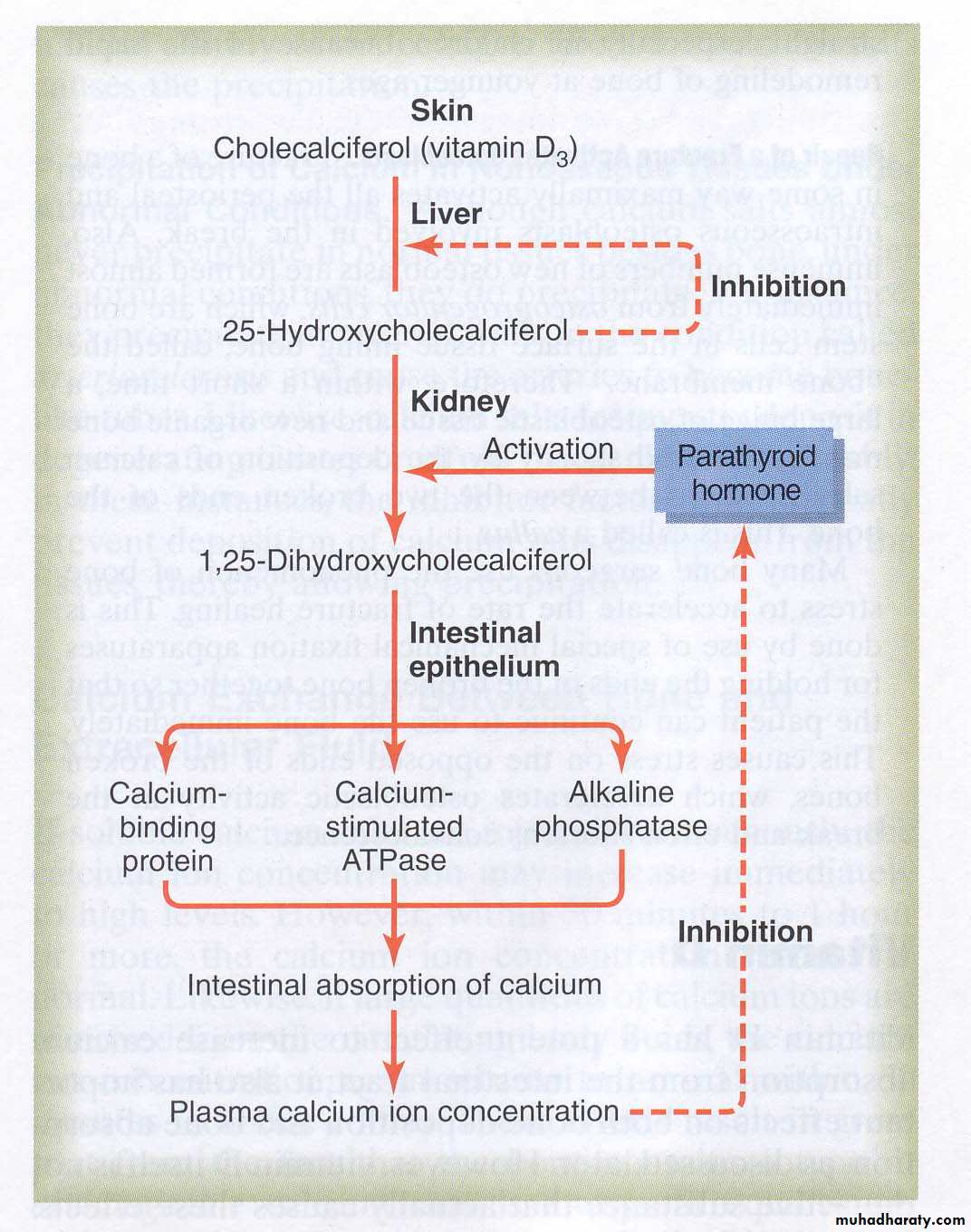 Hormones