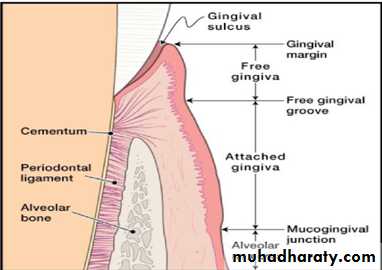 terminology