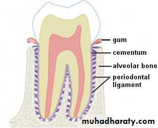 terminology