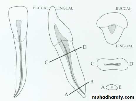 Endodontics