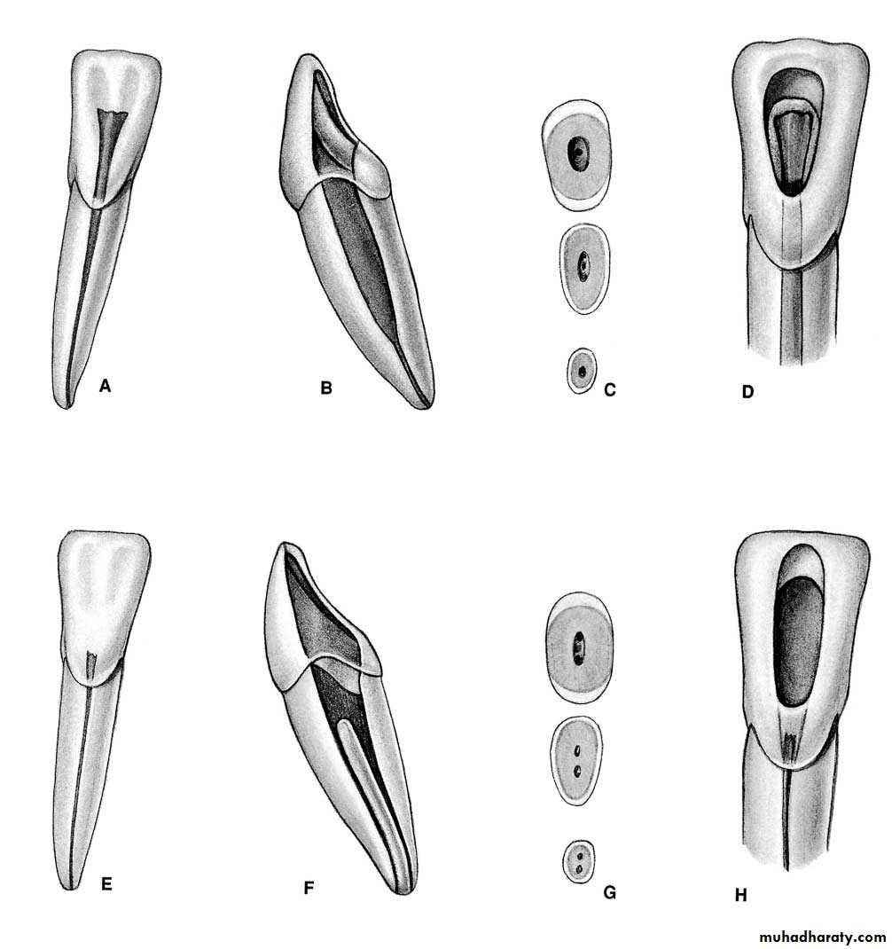 Endodontics
