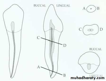 Endodontics