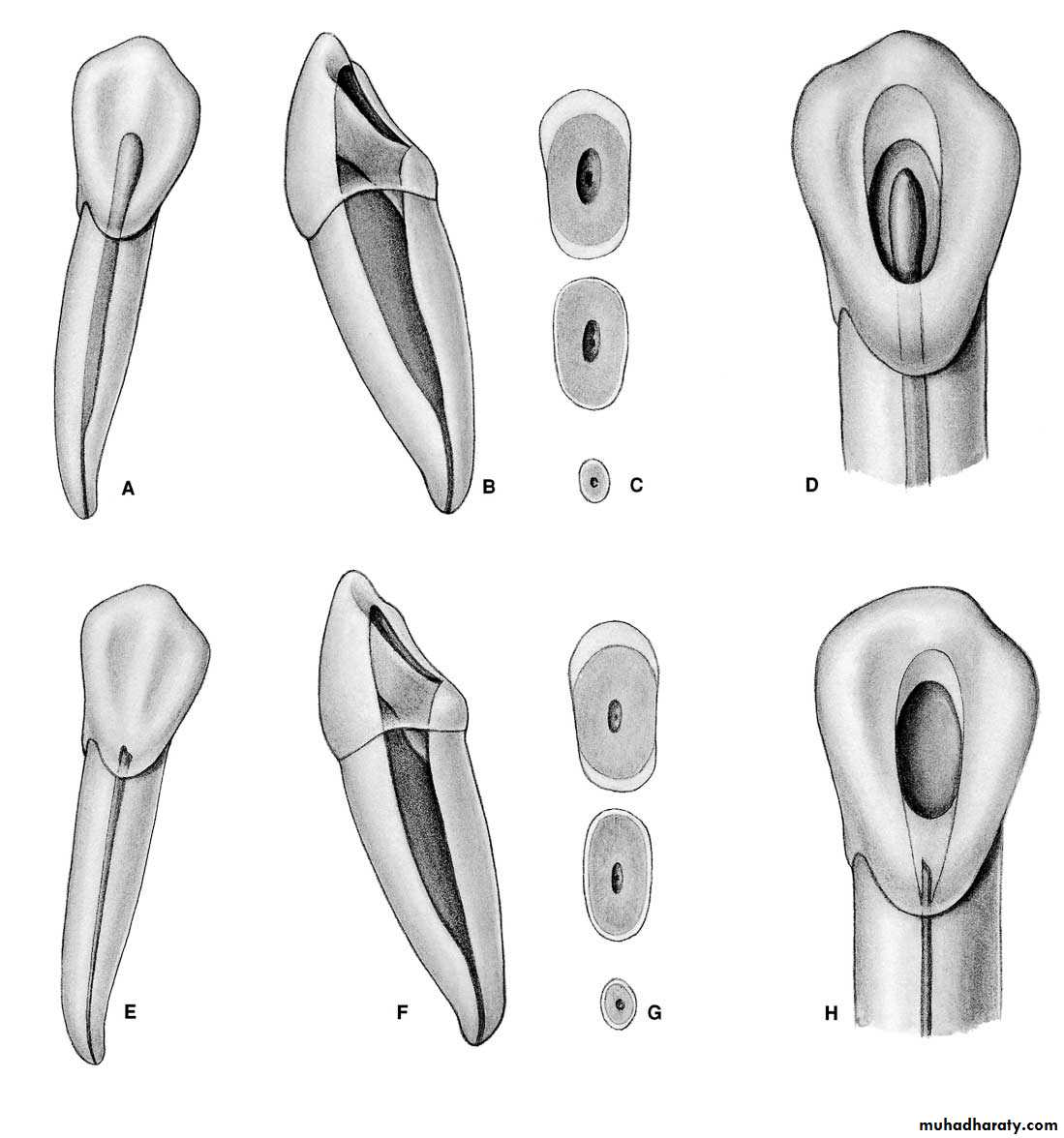 Endodontics