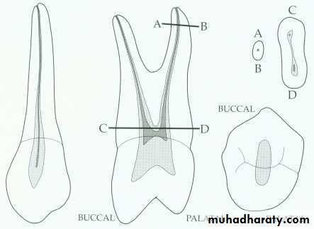 Endodontics