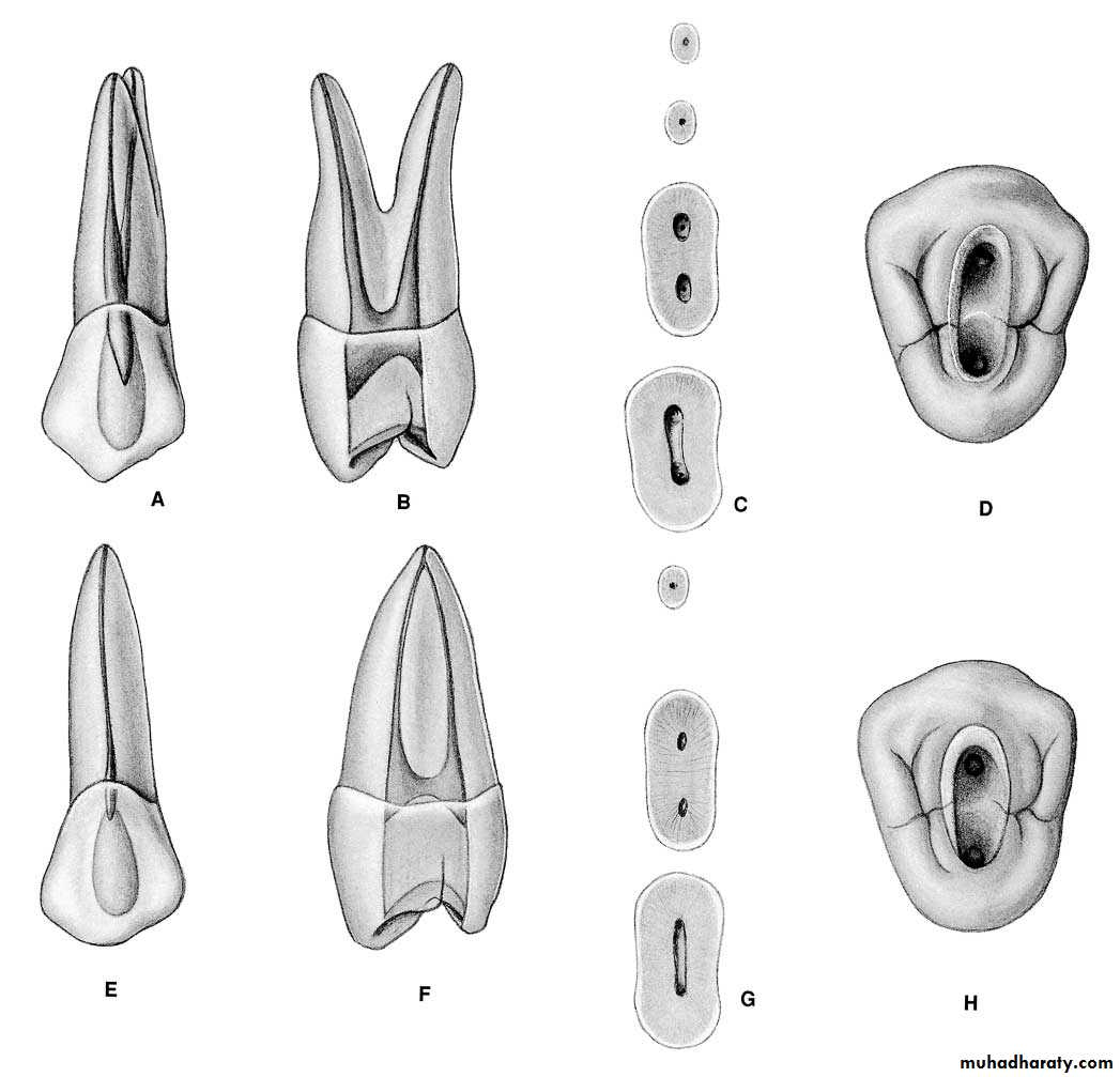 Endodontics