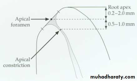 Endodontics