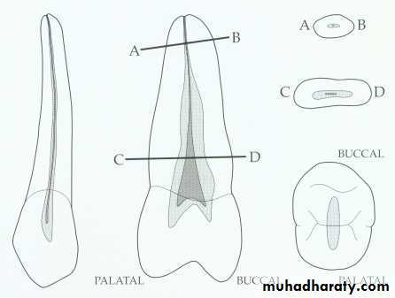 Endodontics