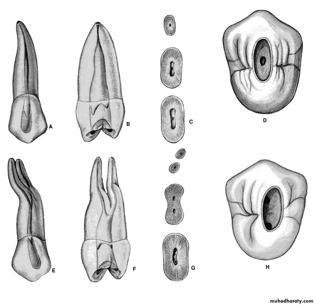 Endodontics