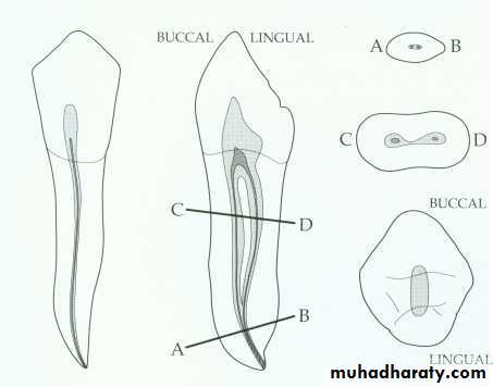 Endodontics