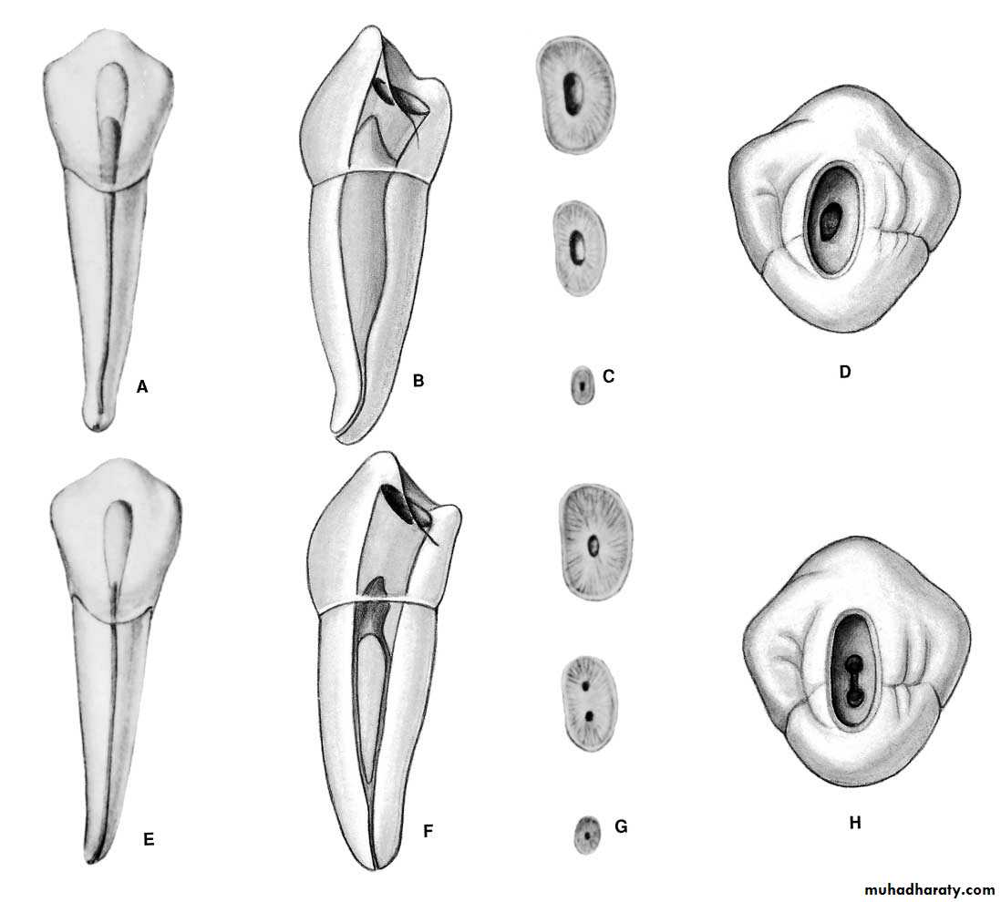 Endodontics