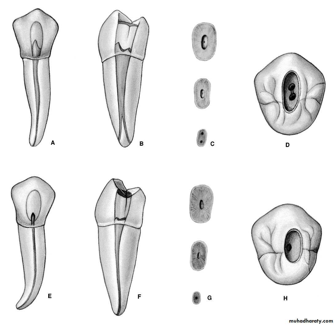 Endodontics