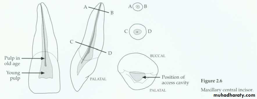 Endodontics