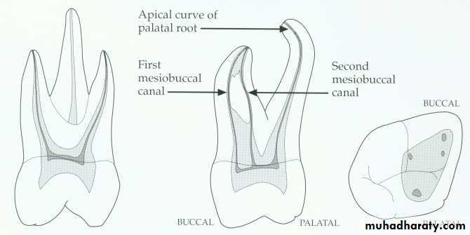 Endodontics