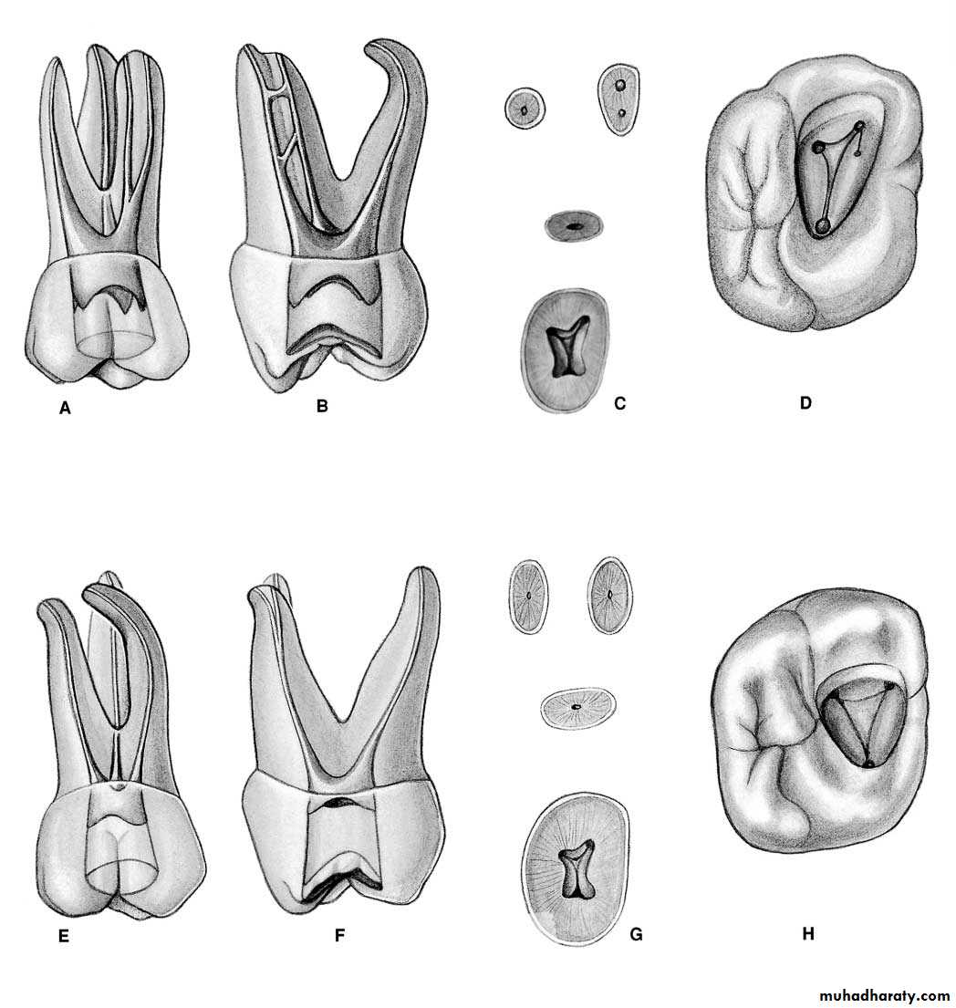 Endodontics