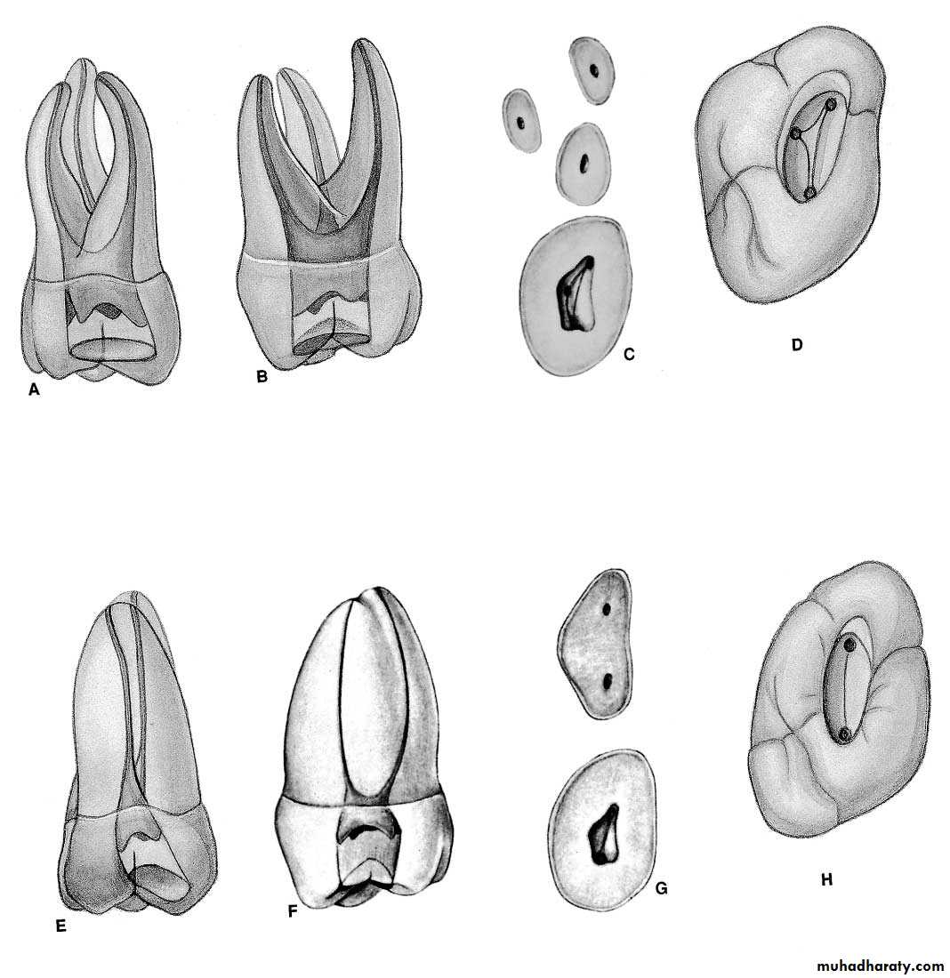 Endodontics