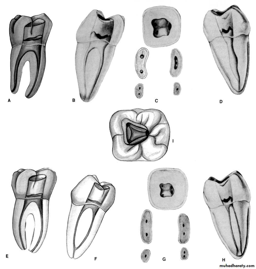 Endodontics