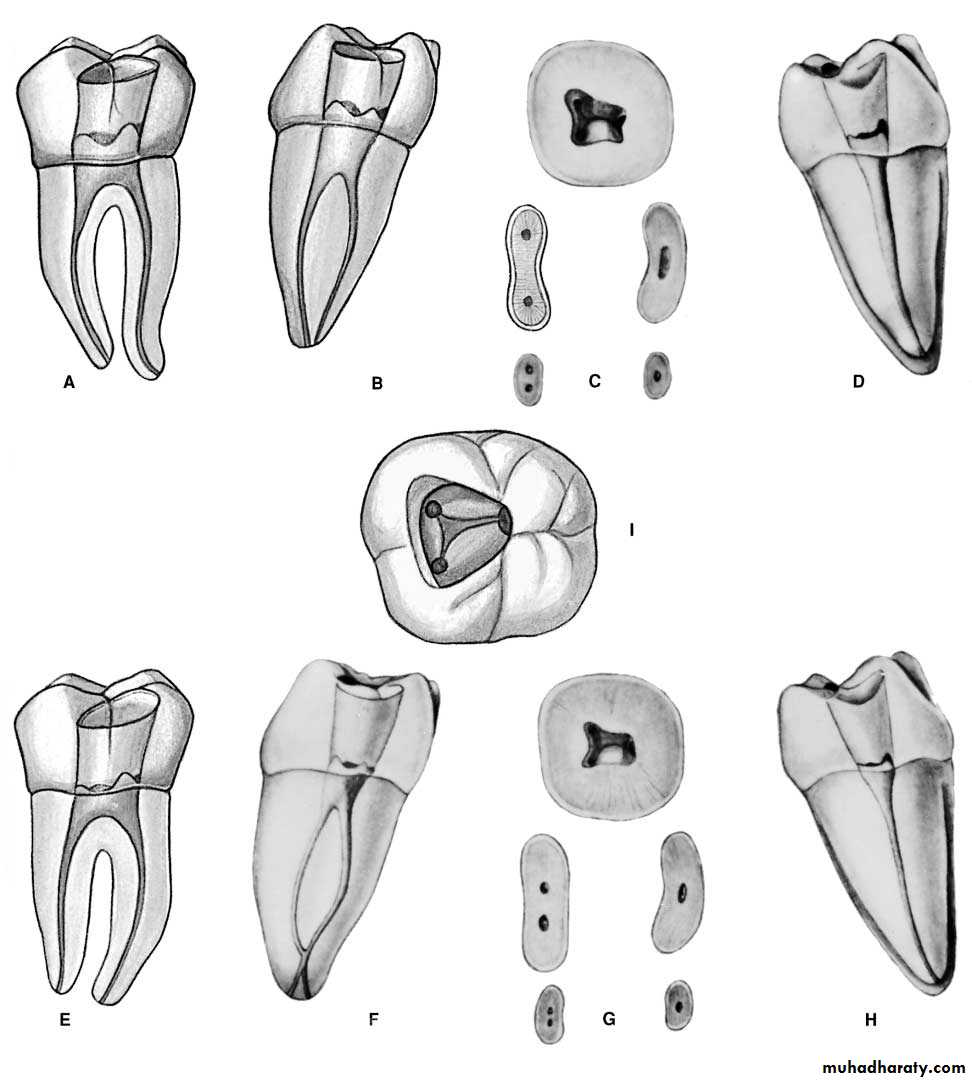 Endodontics