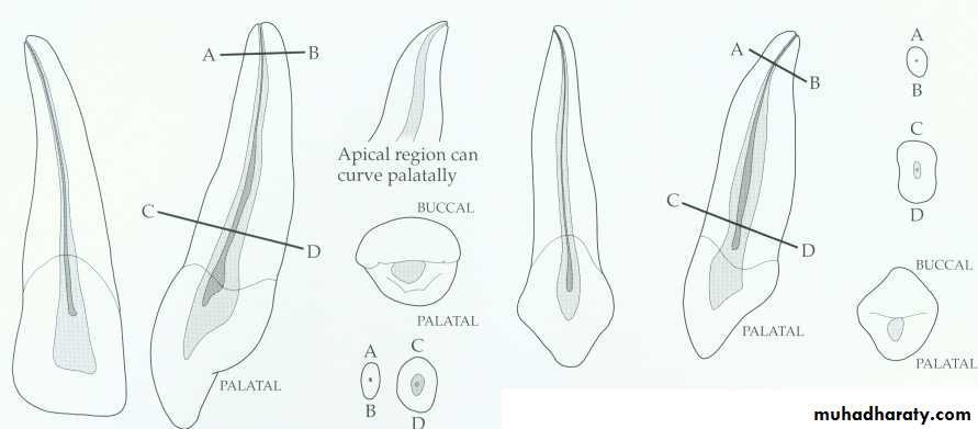 Endodontics