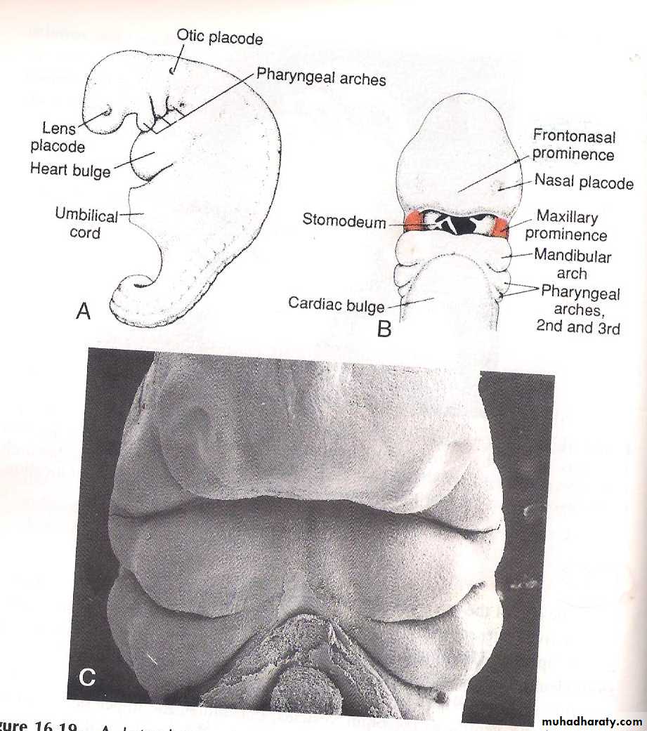 Mid Gut