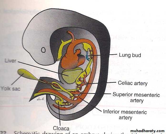 Mid Gut