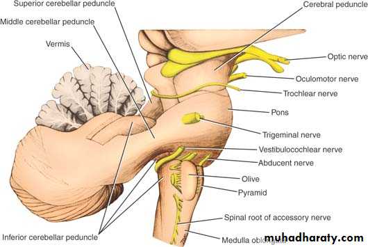 Anatomy