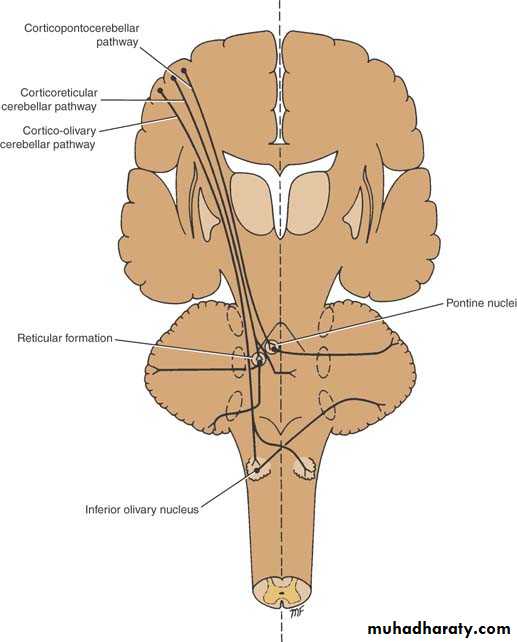 Anatomy