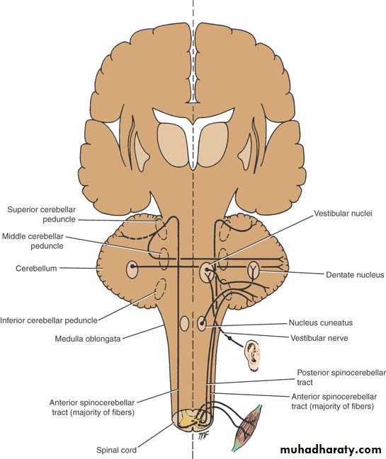 Anatomy