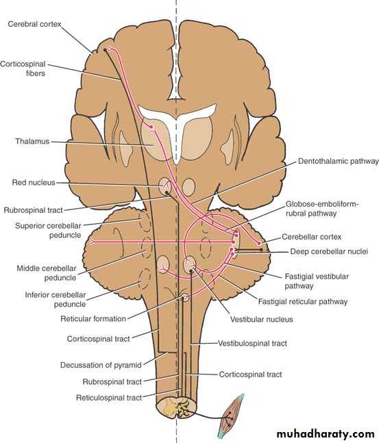 Anatomy