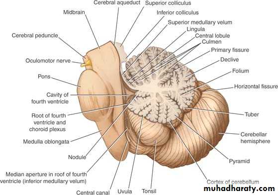 Anatomy