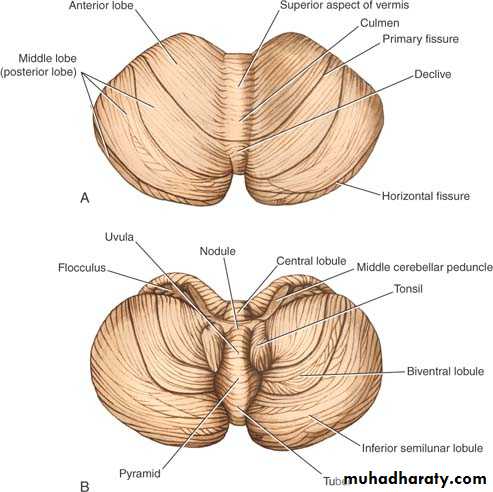 Anatomy