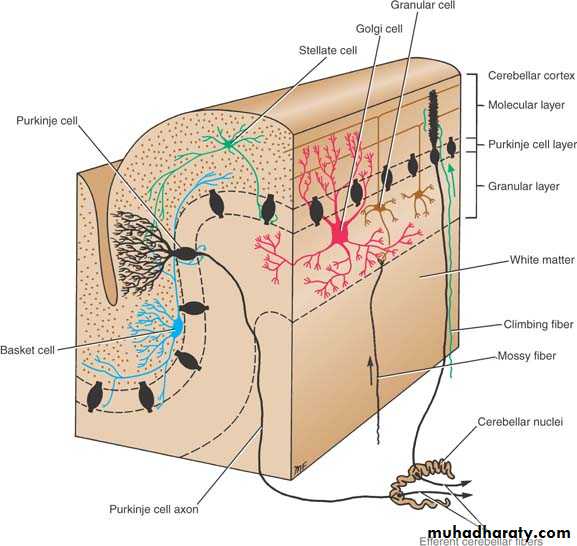 Anatomy