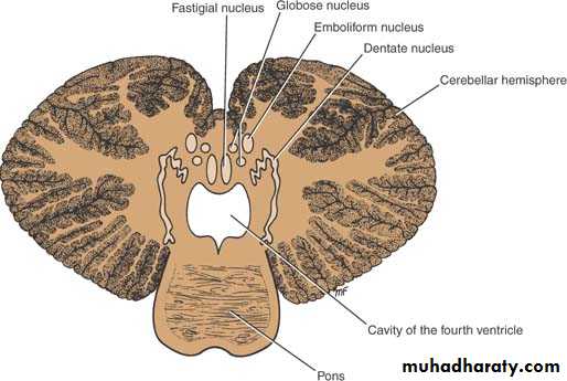 Anatomy