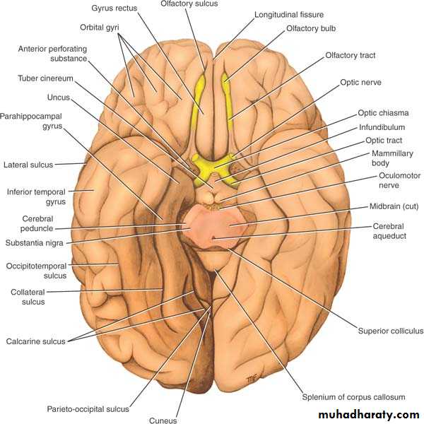 Anatomy