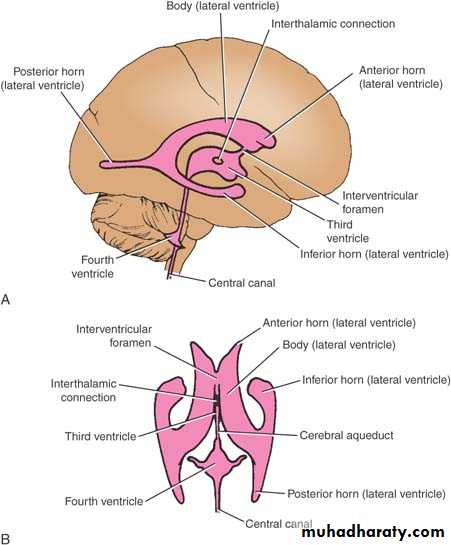 Anatomy