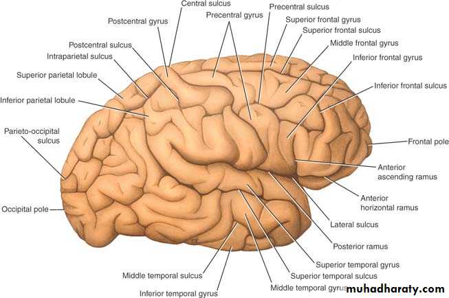Anatomy
