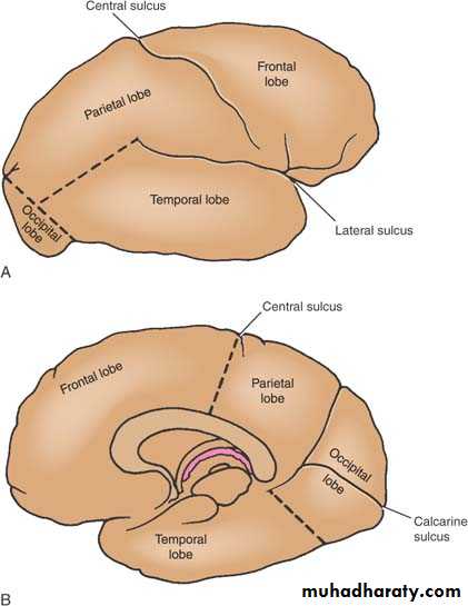 Anatomy
